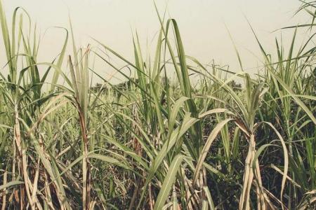 Indonesian man leaves pregnant wife to die on a sugar cane field