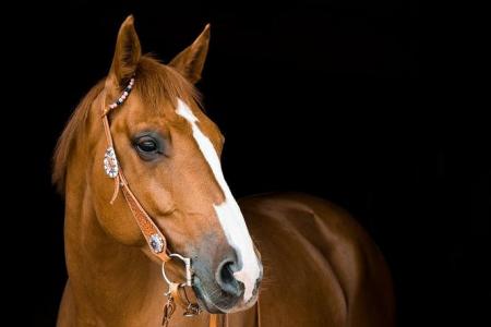 Belgium-bound horse ‘escapes’ during flight, forces plane’s return to New York