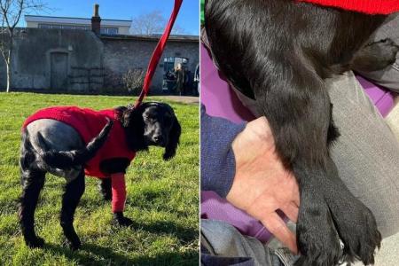 Six-legged dog Ariel has operation in UK to remove extra limbs