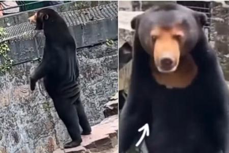 China zoo denies allegations that star attraction is a man in a sun bear costume
