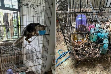Two cats rescued, skeletal remains of others found