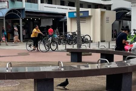 Crow attacks 2 children near Marine Terrace Market
