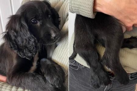6-legged spaniel puppy abandoned at Wales carpark 