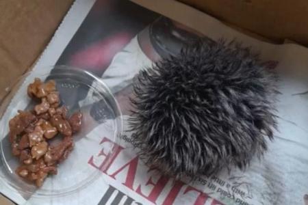 Woman in Britain mistakes hat pom-pom for ‘baby hedgehog’