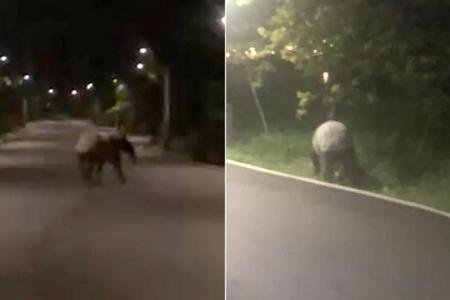 Tapir spotted in Punggol likely swam to Singapore from Malaysia: Acres
