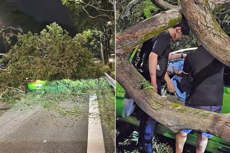 Passenger trapped after huge tree pins car on PIE, another tree falls on shophouse in Tiong Bahru 