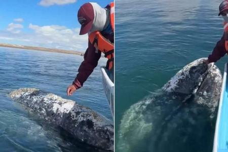 Whale approaches boat captain in Mexico to have lice on its body removed