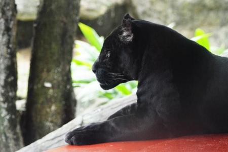 Black panther captured in Malaysia after spooking villagers