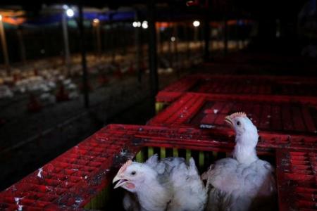 Malaysia authorities to enforce chicken export ban at country's exit points