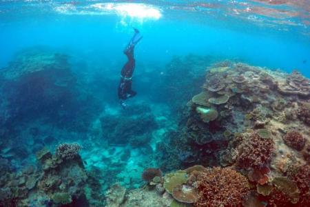 Australia PM promises $950 million more for Great Barrier Reef