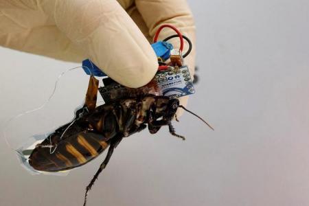 Meet Japan's cyborg cockroach, coming to disaster area near you