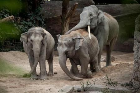 Deadly virus stalks Zurich zoo, killing three Asian elephants