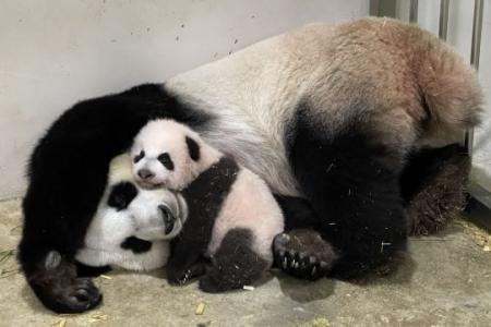 Giant panda cub turns 100 days old, expected to join public exhibit soon