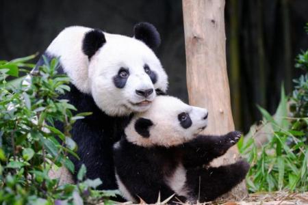 S'pore's first panda cub Le Le joins mum at Giant Panda Forest exhibit