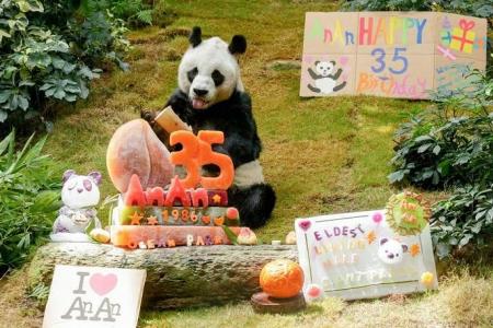 World's oldest known male giant panda, An An, dies at 35
