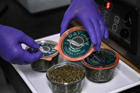Thai... caviar? Farm produces delicacy in tropical climate