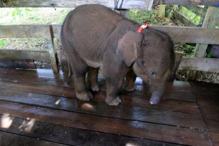 Sumatran baby elephant dies after losing its trunk caught in poacher's trap