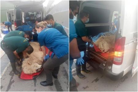 Lions sedated after escaping container at Changi Airport have recovered from anaesthesia