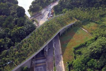 Mandai Lake Road bridge used by wildlife, but does not eliminate roadkill incidents
