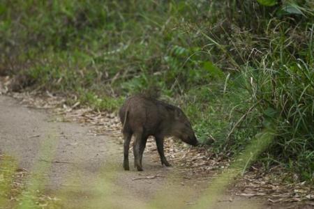 Euthanisation of Yishun Park wild boar 'based on science': NParks