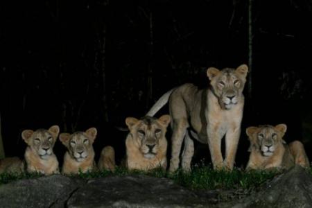4 Asiatic lions at Night Safari test positive for Covid-19 after exposure to infected staff