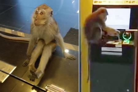 Macaque gets up to monkey business at Beauty World