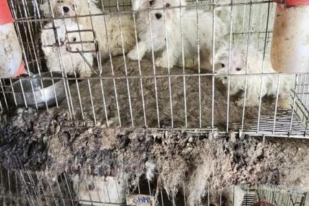 South Korea’s ‘puppy mills’ churning out cuteness from conveyor belt of abuse