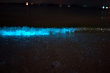 Waves light up with algae bloom