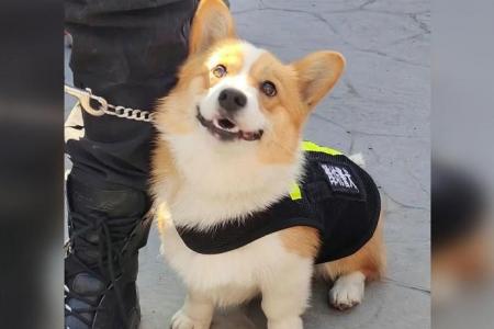 China’s first corgi police dog debuts