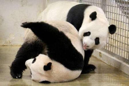 Giant pandas Jia Jia and Kai Kai to extend their stay till 2027