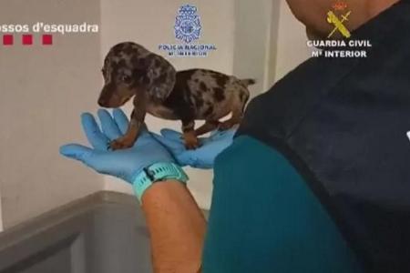 Spain police rescue over 400 pets from trafficking ring