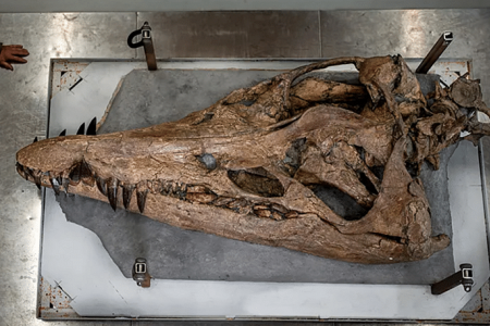 Skull of ‘sea monster’ that lived over 100 million years ago found off UK’s Jurassic Coast