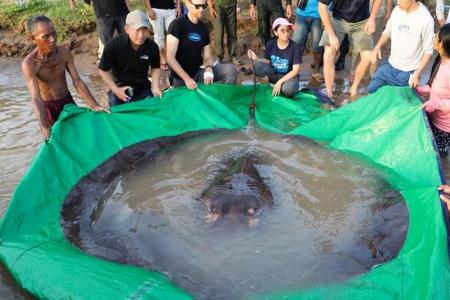 Guinness Records recognises giant stingray caught in Cambodia