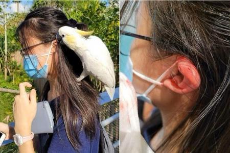 Cockatoo in Bird Paradise bites teenage girl’s ear