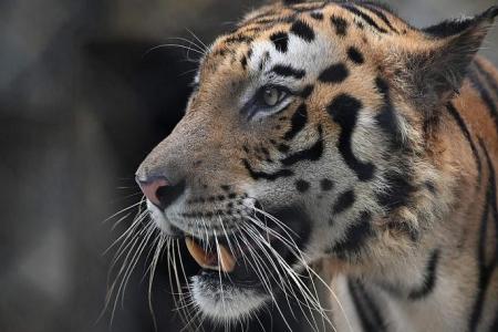 'Man-eater' tiger that killed nine shot dead in India