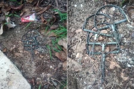 Trapping, killing wildlife without approval is an offence, NParks says after photos of traps surface