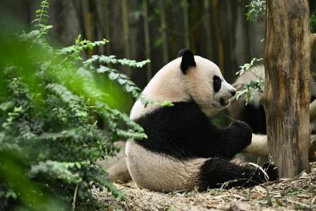 ‘Hard to say goodbye’: Fans bid farewell to Le Le in panda’s last public appearance 