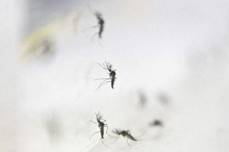 14 Zika cases detected in May, after just a single case in first four months of 2023