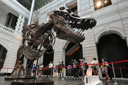 Dinosaur enthusiasts throng VCH to view T-Rex skeleton 
