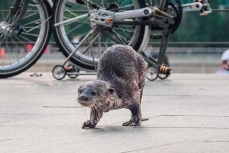 Paralysed otter pup dies after fight with other otters