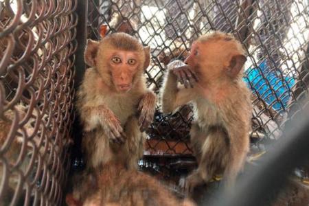 Live monkeys found stashed in bags in suspected Thailand trafficking case