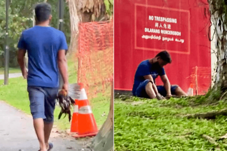 NParks looking into alleged capture of wild chicken at Pasir Ris Park