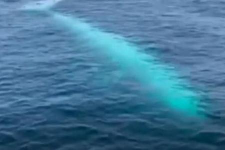 White whale spotted near Phi Phi islands, possibly for the first time