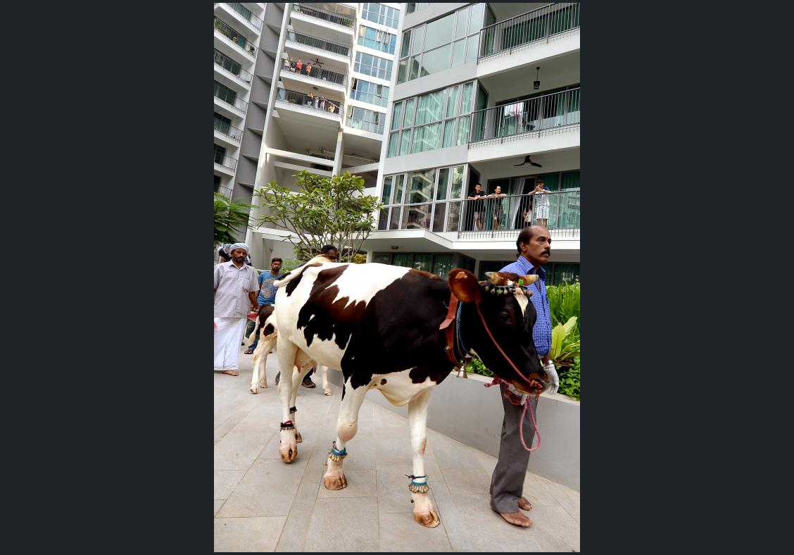 Cow and calf walk through 14th-storey flat at Singapore condo