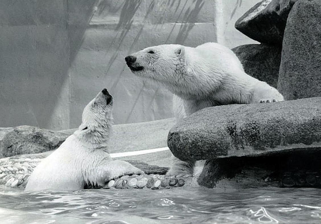 No more polar bears in Singapore: Wildlife Reserves