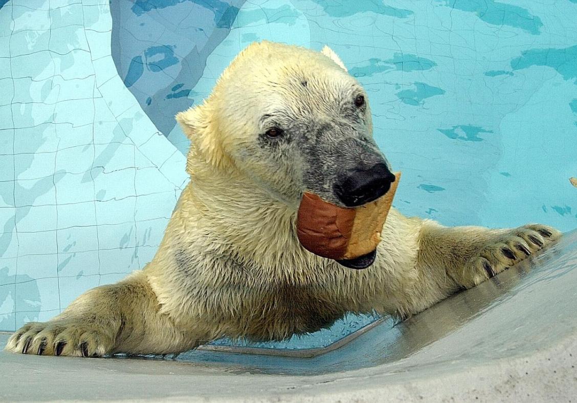 No more polar bears in Singapore: Wildlife Reserves
