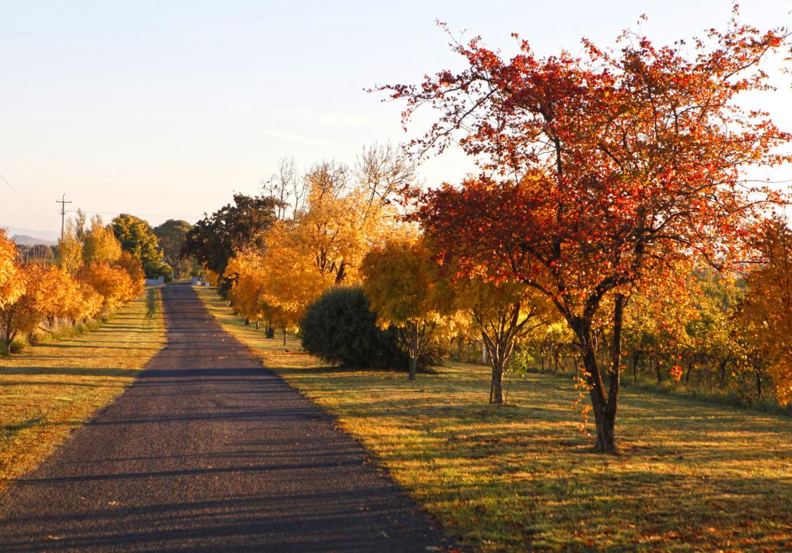 Best places to see autumn leaves in Sydney