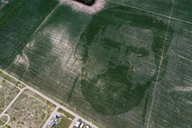 The face of Argentine football star Lionel Messi sown on a corn field in Los Condores in central Cordoba, Argentina. 