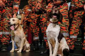 Sniffer dogs Denti and Frankie are deployed on a mission to quake-hit Turkey, at Kuala Lumpur International Airport.