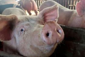 The deadly swine disease, which does not infect humans, is highly contagious among wild boars and pigs.
